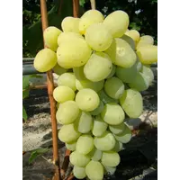 Сорт винограда Новый подарок Запорожью